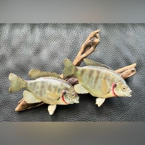 Pair of taxidermy bluegill on driftwood